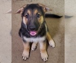 Small Photo #1 German Shepherd Dog Puppy For Sale in STOCKTON, CA, USA