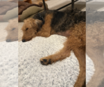 Small #1 Airedale Terrier