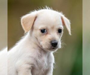Poodle (Miniature)-Unknown Mix Dogs for adoption in San Diego, CA, USA