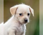 Small Poodle (Miniature) Mix