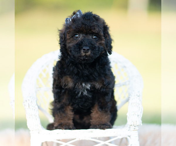 Medium Photo #23 Poodle (Toy) Puppy For Sale in WARSAW, IN, USA