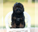 Small Photo #23 Poodle (Toy) Puppy For Sale in WARSAW, IN, USA