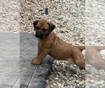 Small #10 Rhodesian Ridgeback