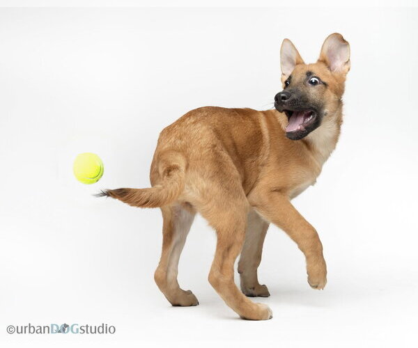 Medium Photo #5 German Shepherd Dog Puppy For Sale in Tampa, FL, USA