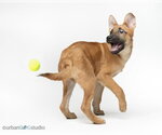 Small #4 German Shepherd Dog