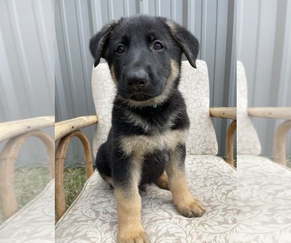 Medium Photo #5 German Shepherd Dog Puppy For Sale in BERRY, AL, USA