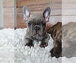 Small Photo #1 French Bulldog Puppy For Sale in MARTINSVILLE, IN, USA