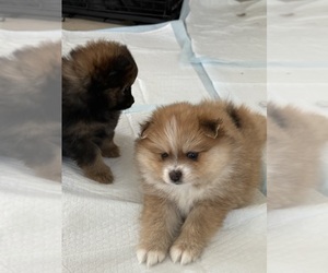 Pomeranian Puppy for sale in ARLINGTON, TX, USA