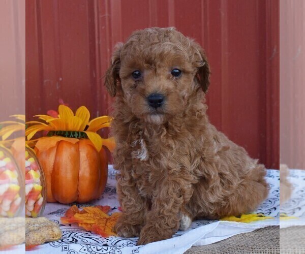 Medium Photo #1 Poodle (Miniature) Puppy For Sale in WOODWARD, PA, USA
