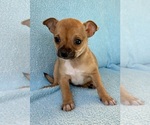 Small #5 Chihuahua