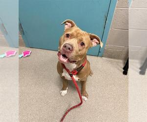 American Pit Bull Terrier-Unknown Mix Dogs for adoption in Las Vegas, NV, USA