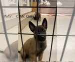 Small Photo #41 Belgian Malinois Puppy For Sale in LABADIE, MO, USA