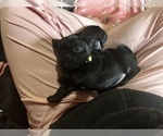 Small Photo #10 Frenchie Pug Puppy For Sale in BLOOMINGTON, IL, USA