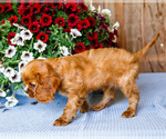 Small #4 Cavalier King Charles Spaniel