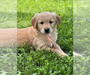 Golden Retriever Puppy for Sale in SWANTON, Maryland USA