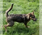 Small #1 German Shepherd Dog Mix