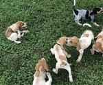 Small Photo #2 English Coonhound Puppy For Sale in MARSHALL, IL, USA