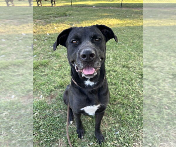 Medium Photo #2 Labrador Retriever-Unknown Mix Puppy For Sale in Evansville, IN, USA