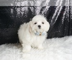 Small Photo #9 Maltese Puppy For Sale in WARSAW, IN, USA