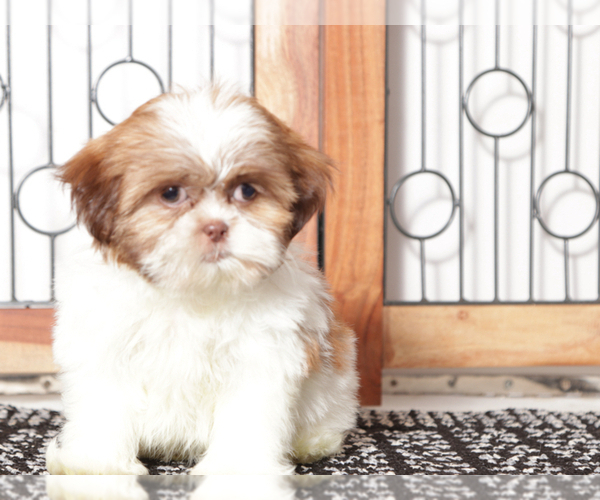Medium Photo #4 Shih Tzu Puppy For Sale in NAPLES, FL, USA