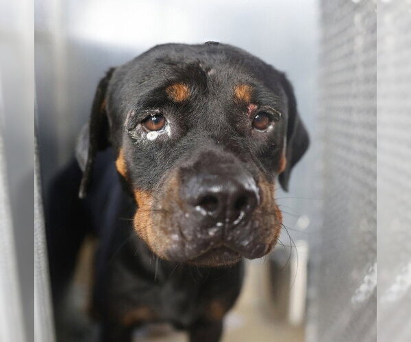 Medium Photo #1 Rottweiler Puppy For Sale in San Antonio, TX, USA