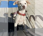Small #6 Mutt