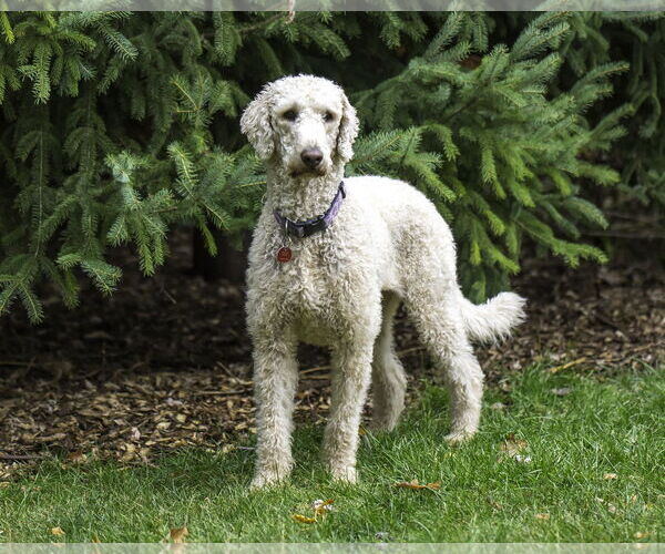 Medium Photo #2 Goldendoodle Puppy For Sale in Farmington, MN, USA