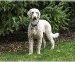 Small #1 Goldendoodle