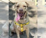 Small #4 Chinese Shar-Pei-Labrador Retriever Mix