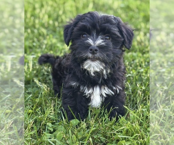 Medium Photo #5 Morkie Puppy For Sale in ROCK STREAM, NY, USA