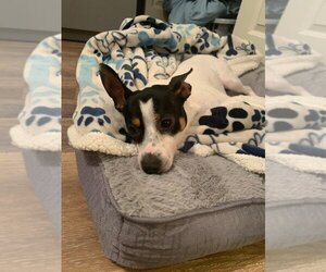 Rat Terrier Dogs for adoption in Miami, FL, USA