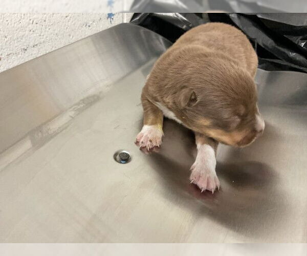 Medium Photo #1 German Shepherd Dog-Unknown Mix Puppy For Sale in San Bernardino, CA, USA