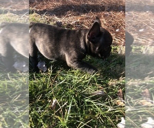 French Bulldog Puppy for sale in GIBSONVILLE, NC, USA