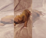 Small Photo #3 Boxer Puppy For Sale in HAVANA, FL, USA