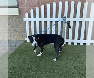 Mutt Dogs for adoption in Modesto, CA, USA