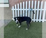 *MURRY - Male Mutt Dog for Adoption - Small photo