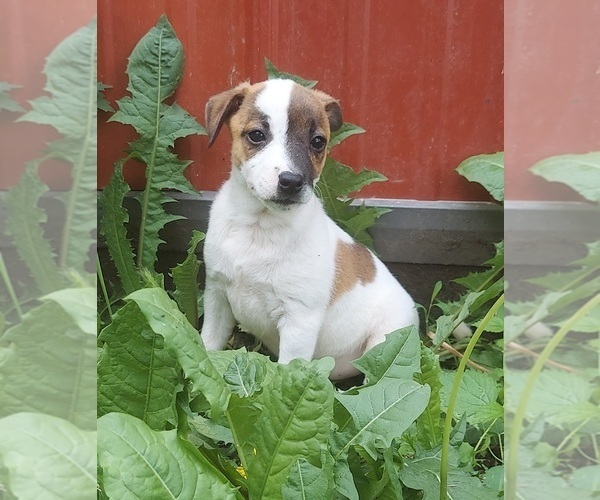 Medium Photo #3 Jack Russell Terrier Puppy For Sale in FRYTOWN, IA, USA