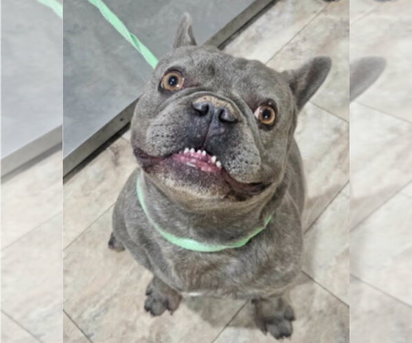 Medium Photo #3 French Bulldog-Unknown Mix Puppy For Sale in Lakewood, CO, USA