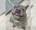 Small #2 French Bulldog Mix