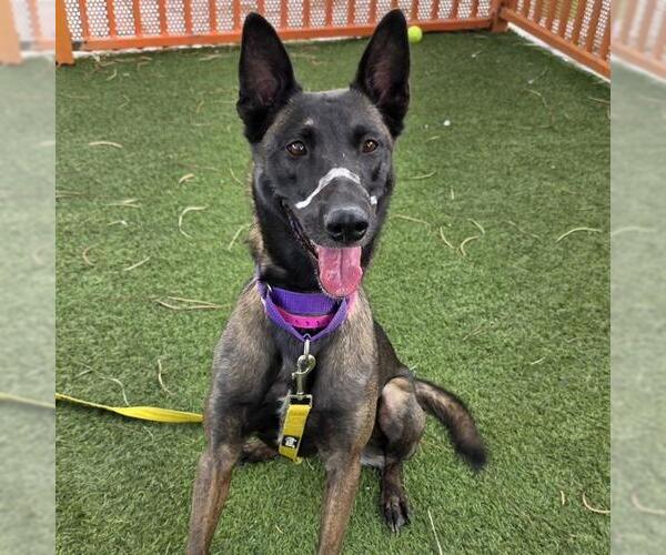 Medium Photo #1 Mutt Puppy For Sale in Las Vegas, NV, USA
