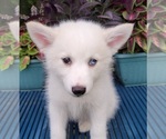Small Photo #4 Pomsky Puppy For Sale in NILES, OH, USA