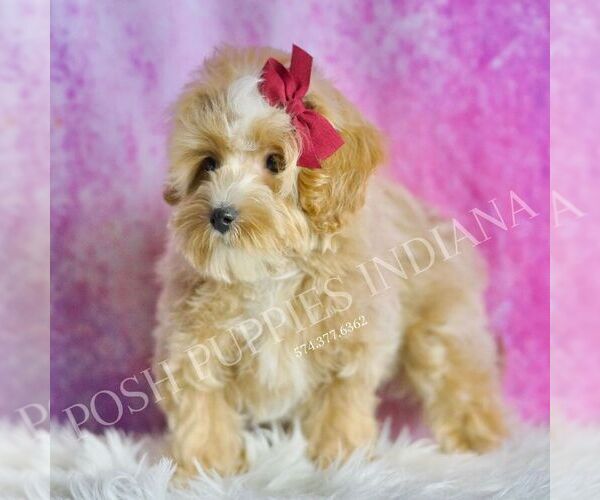Medium Photo #51 Maltipoo (Miniature) Puppy For Sale in WARSAW, IN, USA