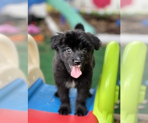 Aussiedoodle Miniature Puppy for sale in NEW PORT RICHEY, FL, USA
