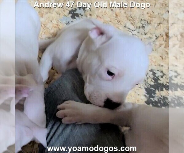 Medium Photo #79 Dogo Argentino Puppy For Sale in JANE, MO, USA