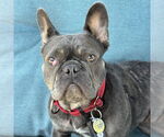 Small #7 French Bulldog