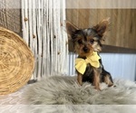 Trey - Male Yorkshire Terrier Puppy for Sale - Photo #8