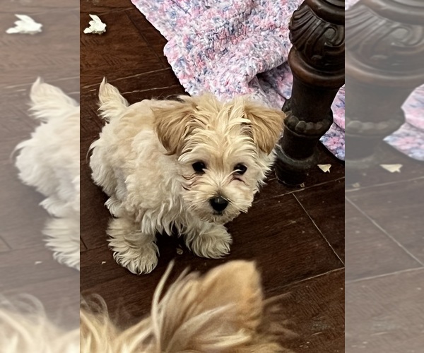 Medium Photo #3 Morkie Puppy For Sale in KELLER, TX, USA