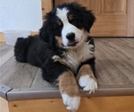 Small Photo #22 Bernese Mountain Dog Puppy For Sale in SALMON, ID, USA
