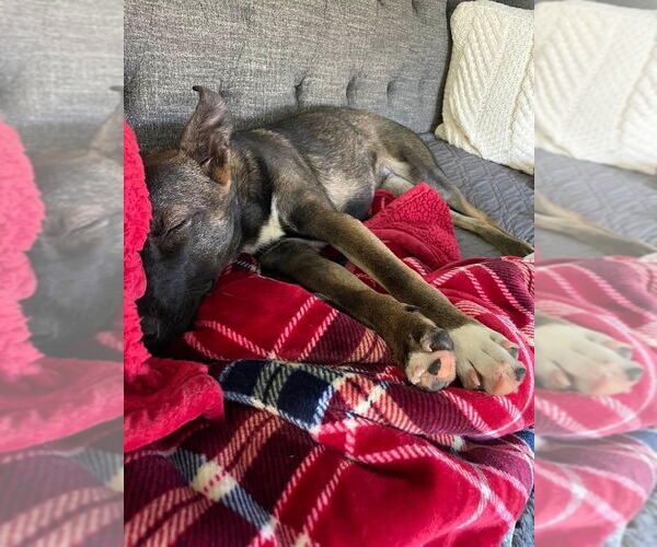 Medium Photo #23 Mutt Puppy For Sale in Wakefield, RI, USA