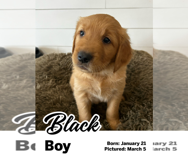 Medium Photo #8 Golden Retriever Puppy For Sale in SANTAQUIN, UT, USA